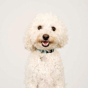Buzz the dog